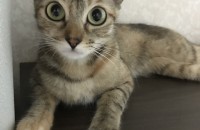 가정 고양이 분양해요 내용 참고 필수