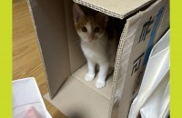 6개월된 코숏 여자아이예요. 용품 같이 드려요.