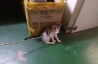 2달된 새끼 고양이 분양합니다.