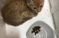 서울 아기 길고양이 분양합니다!