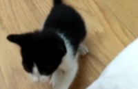 예쁜 여아 분양합니다.