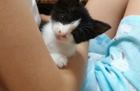 1개월 된 아깽이 무료분양합니다.