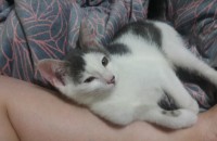 아기 길냥이 분양합니다.