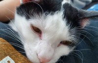 개냥이 무료로 드립니다.