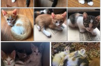 분만 1달정도인 고양이 무료분양