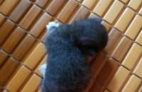 태어난지 한달 미만의 새끼 길고양이 분양합니다.