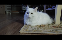 페르시안과 노르웨이 믹스로 알고 있는, 직접미용도 가능한 온순한 오드아이 7년 5개월 성묘 내 아이처럼 돌봐…