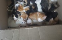 1개월 이상부터 2개월 갓 넘은 새끼고양이들 입양 및 분양 보냅니다.