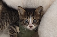 한달된 아기고양이 무료 분양합니다