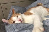 고양이 네마리 분양합니다