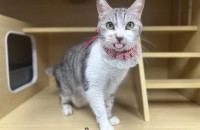 코코의 가족이 되어주세요 (양육비지원)