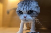 폴드 뽀실이의 좋은 입양처를 찾습니다