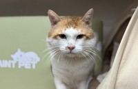 애교 너무 많은 노랭이의 좋은 입양처를 찾고 있습니다 (양육비지원)