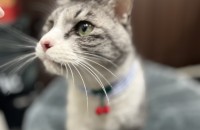 브리티시 양파 4살 남아