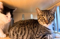 5개월 별&라떼의 가족이 되어주세요