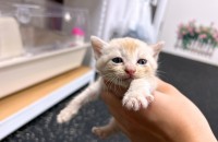 갓난아기 세미의 가족이 되어주세요