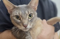 아비시니안 우주의 좋은 입양처를 찾습니다