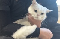 3살 브리티시 코코의 입양처를 찾고 있습니다