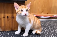 3개월 펌킨이의 가족이 되어주세요