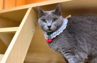 러시안블루 블리의 좋은 입양처를 찾고 있습니다