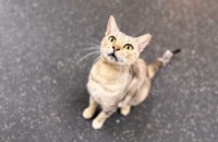 예쁜 여주의 새로운 가족이 되어주세요