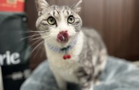 듬직하고 차분한 4살 브리티시 ‘양파’ 가족을 기다립니다