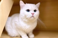 브리티쉬 방울이의 가족이 되어주세요