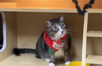 애교쟁이 코코의 좋은 입양처를 찾습니다(양육비 지원)