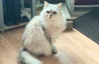 먼치킨미뉴엣 콩순이의 가족이 되어주세요