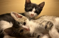 3개월 아기 고양이들의 가족이 되어주세요