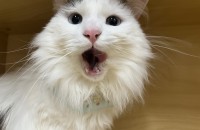 4살 렉돌 루나의 가족이 되어주세요!