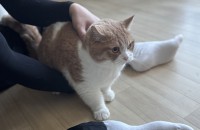 먼치킨 3살 코비의 새로운 가족을 찾습니다