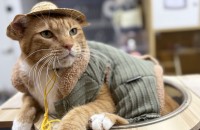 막둥의 좋은 입양처를 찾고 있습니다 (양육비지원)