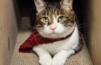 사랑스러운 산이의 가족이 되어주세요