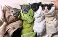 2~3개월 아가냥이들의 좋은 입양처를 찾고 있습니다