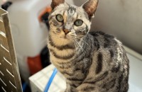 3살 뱅강 준콩이 입양처를 찾습니다!