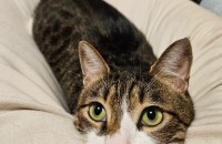 산이 / 코리안숏헤어 / 남아