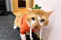 치즈냥이 상추의 좋은 입양처를 찾고 있습니다