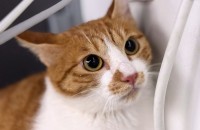 애옹이 11개월 입양처를 찾고 있습니다