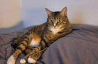 산군이의 가족이 되어주세요