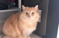 페르시안 크림이의 새로운 가족을 찾아요