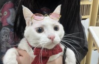 설탕이의 가족이 되어주세요(양육비 지원)