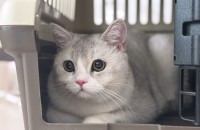 8개월 아기 브리티쉬 숏헤어 아치의 새로운 가족을 찾아요