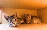 2개월 아기 고양이의 가족이 되어주세