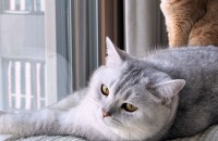 실버브리티시 하루의 가족이 되어주실 분 찾아요