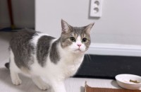 브리티시 8개월 구름이의 좋은 입양처를 찾습니다