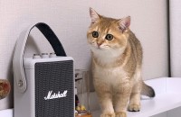 골드 브리티쉬 하나의 새로운 가족을 찾습니다