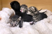 젖먹이 아기 고양이 3마리가 좋은 입양처를 찾아요