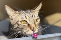 시루 / 코숏 / 1살 / 남아