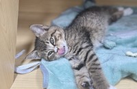 2개월 아기 고양이 별이의 가족이 되어주세요